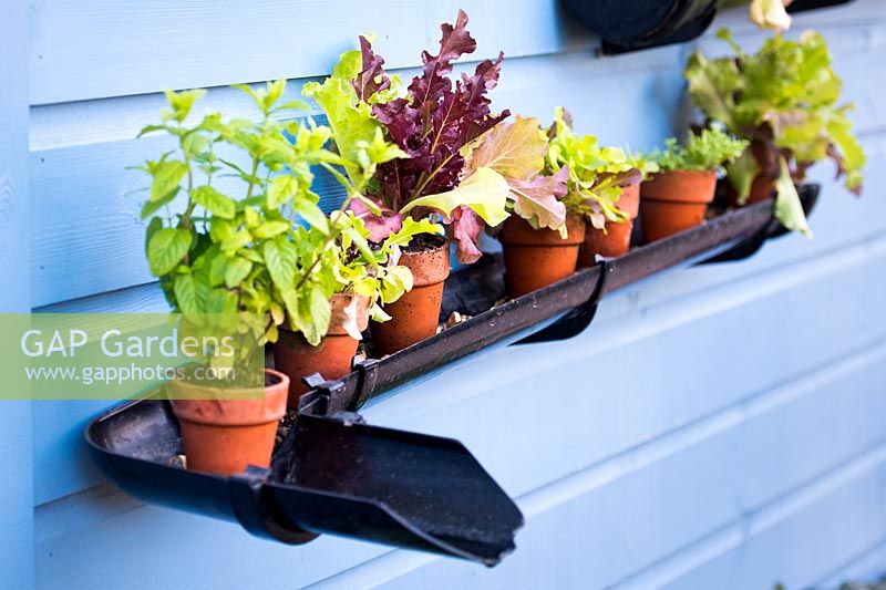 Gutter used as a shelf for purple and green salads and herbs in terracotta pots. RHS Grow Your Own with The Raymond Blanc Gardening School, RHS Hampton Court Palace Flower Show 2018