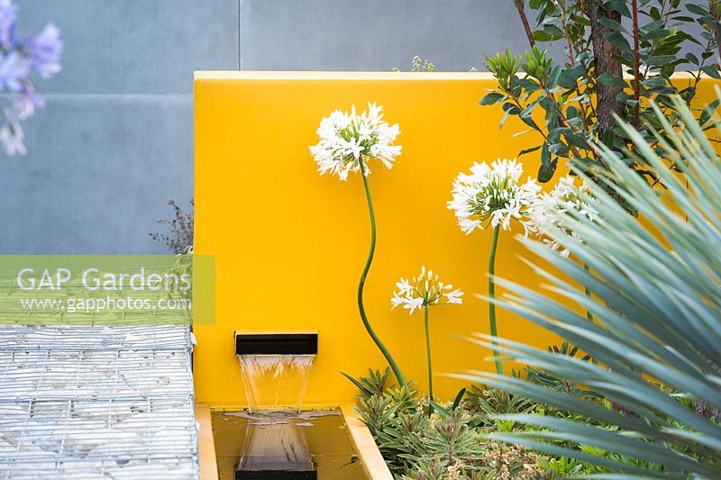 Agapanthus africanus 'White' by modern water feature with yellow wall. Santa Rita 'Living La Vida 120' Garden, Sponsored by Santa Rita Wines, RHS Hampton Court Flower Show, 2018.