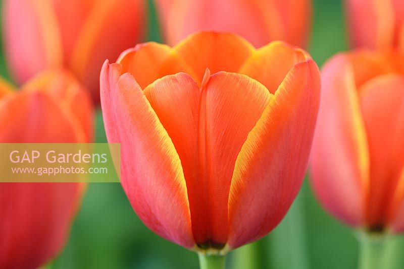 Tulipa  'World's Favourite' - Darwin Hybrid Group