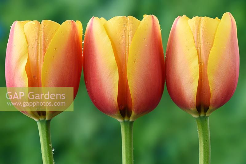Tulipa  'World Peace' - Darwin Hybrid Group