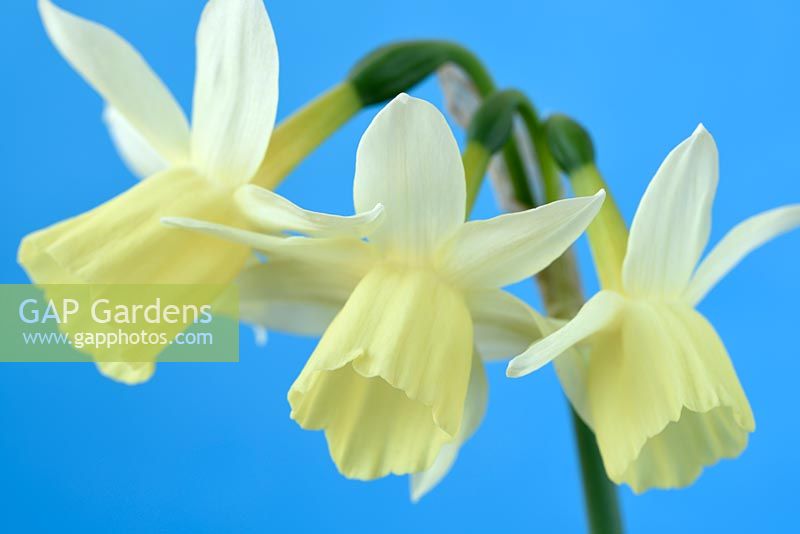 Narcissus  'Lemon Drops'  
