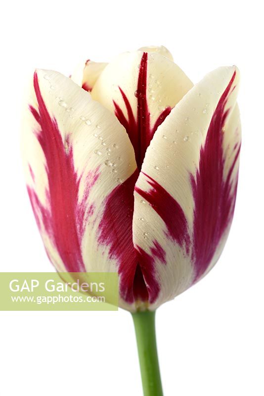 Tulipa  'Grand Perfection'  -  Triumph Tulip