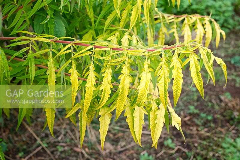 Rhus typhina 'Tiger Eyes' - Stag's Horn Sumach 'Tiger Eyes'