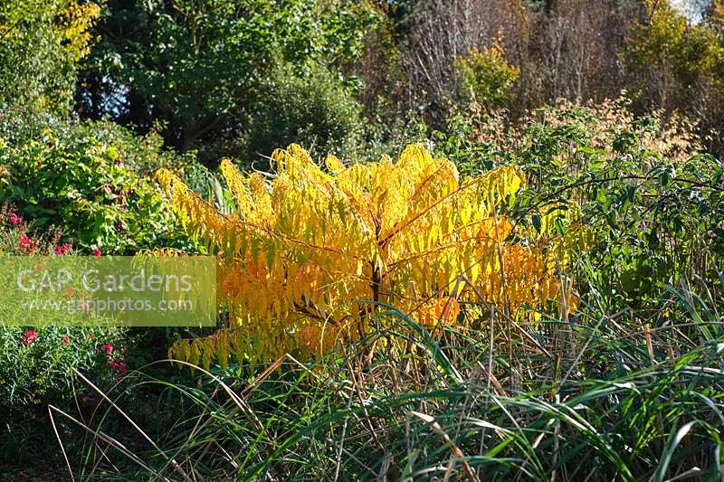 Rhus typhina 'Tiger Eyes' - Stag's Horn Sumach 'Tiger Eyes' 