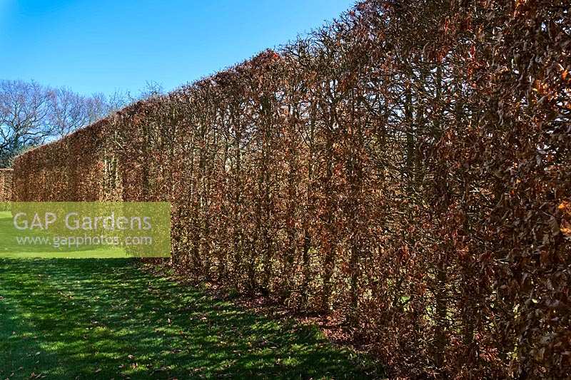 Fagus sylvatica - Beech hedging 