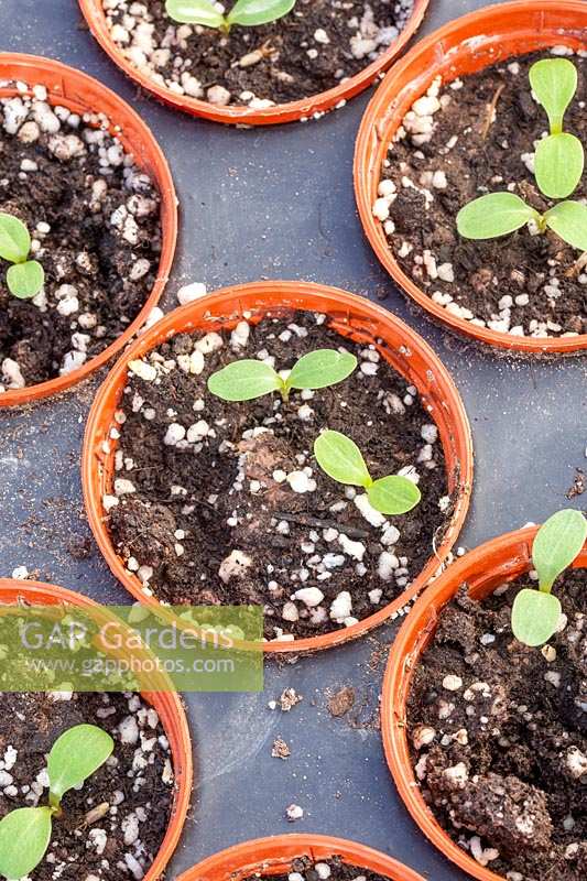 Emerging seedlings of Centaurea cyanus 'Blue Ball' - Cornflower.