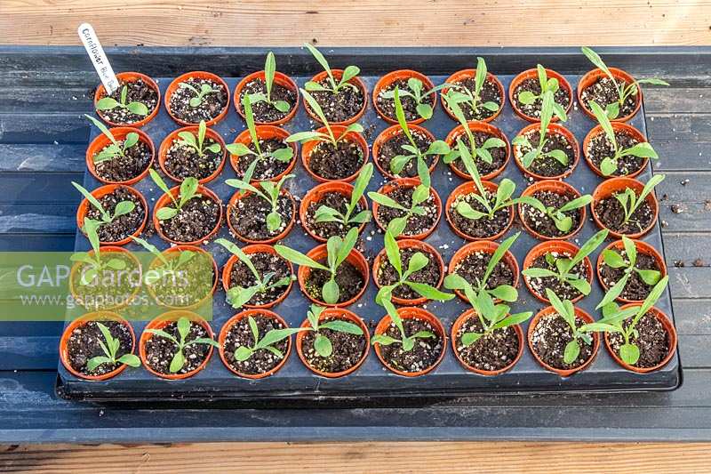Tray of thinned out Centaurea cyanus 'Blue Ball' - Cornflower - seedlings.