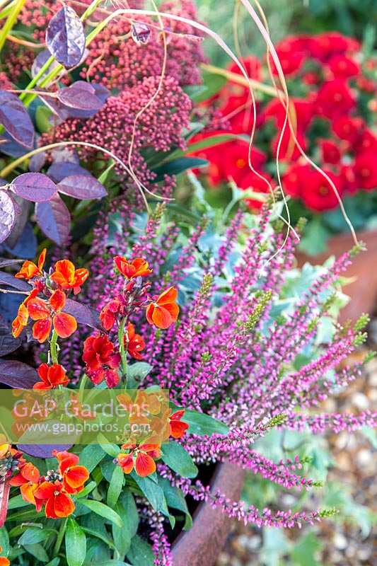 Autumnal container, planted with Erysimum - Wallflower 'Sugar Rush Red', Loropetalum 'Fire Dance', Skimmia japonica 'Rubella' and Calluna vulgaris 'Loki - Heather'. 