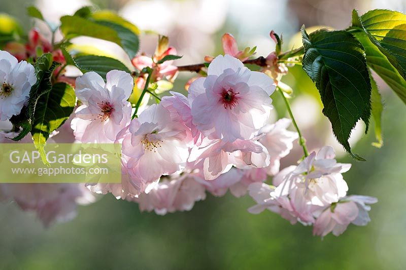 Prunus 'Matsumae-asami' - Flowering Cherry