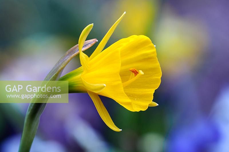 Narcissus bulbocodium 'Golden Bells' - Hoop-Petticoat Daffodil