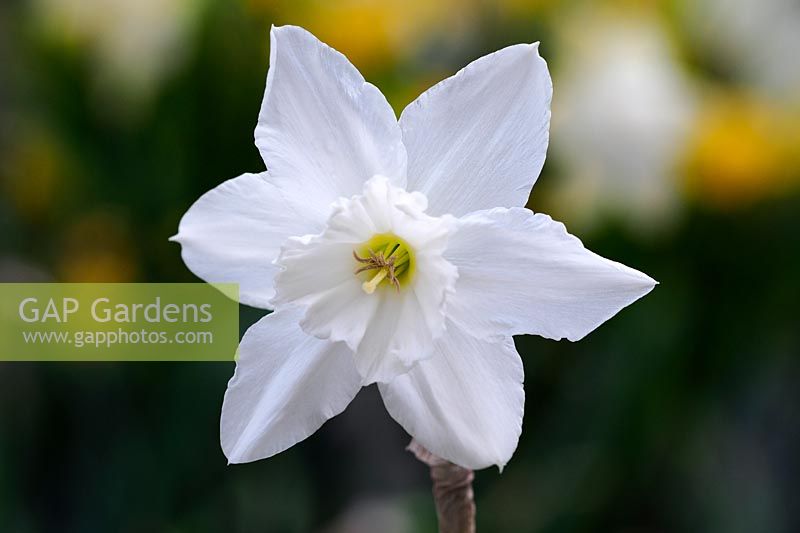 Narcissus 'Thalia' - Daffodil 'Thalia'