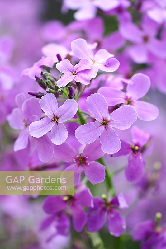 Hesperis matronalis 'Purple Violet'