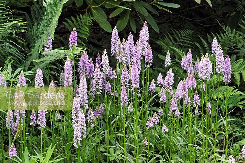 Dactylorhiza fuchsii - Common Spotted Orchid in woodland garden with ferns. 
