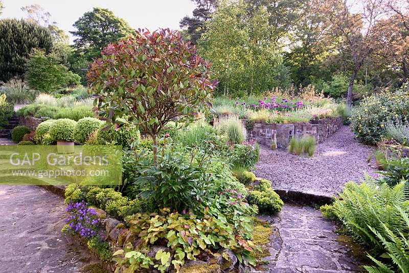Front garden with terrace of grasses, Allium, Nepeta, Phlomis and Photinia, Gloucester, UK 