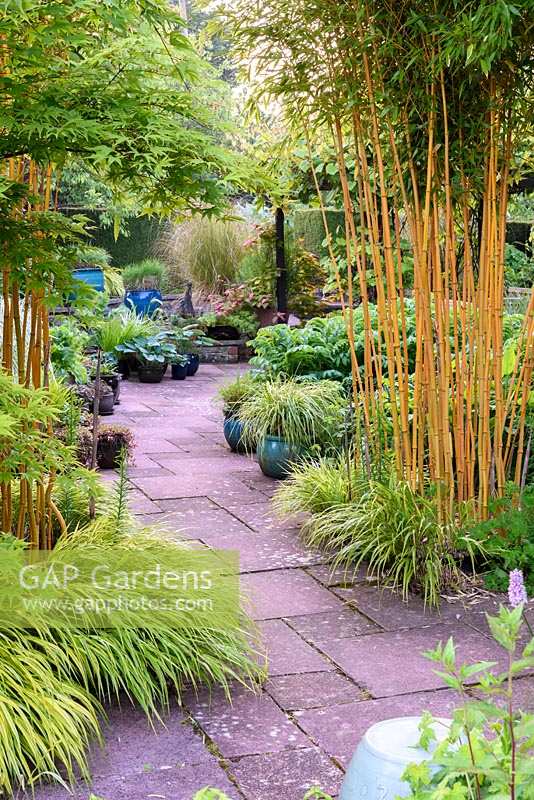 Phyllostachys aureosulcata f. spectabilis underplanted with Hakonechloa macra 'Aureola' border paved courtyard full of potted grasses and hostas. 