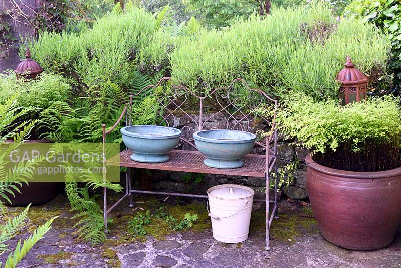 Containers of Adiantum capillus-veneris, maidenhair ferns frame a metal bench with containers at the Barn House, Glos in May