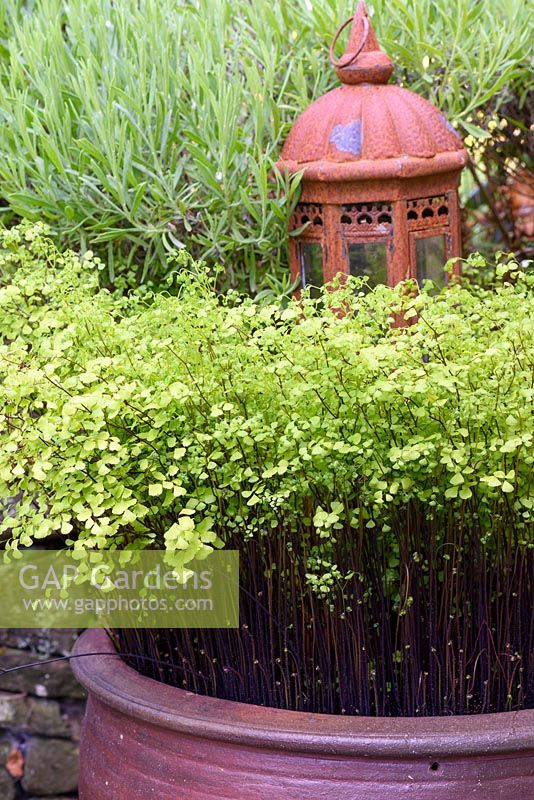 Adiantum capillus-veneris, maidenhair fern, in a pot in the garden at the Barn House, Glos in May