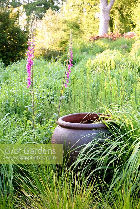 Pot in meadow with Deschampsia, Molinia and self seeded foxgloves, Gloucester, UK