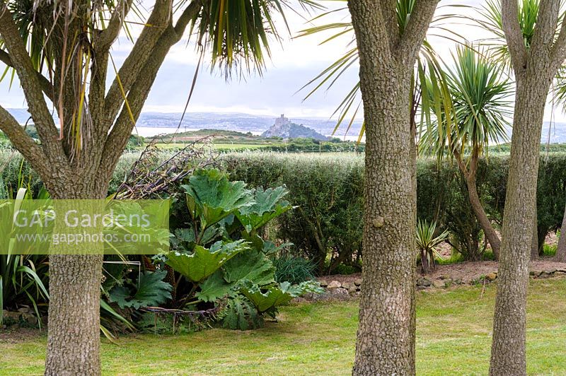 Cordyline australis - cabbage palms withSt Michael's Mount in distance.