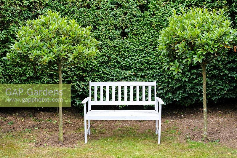 White bench between standard bay trees inside the maze of privet hedges that provides shelter from prevailing winds.