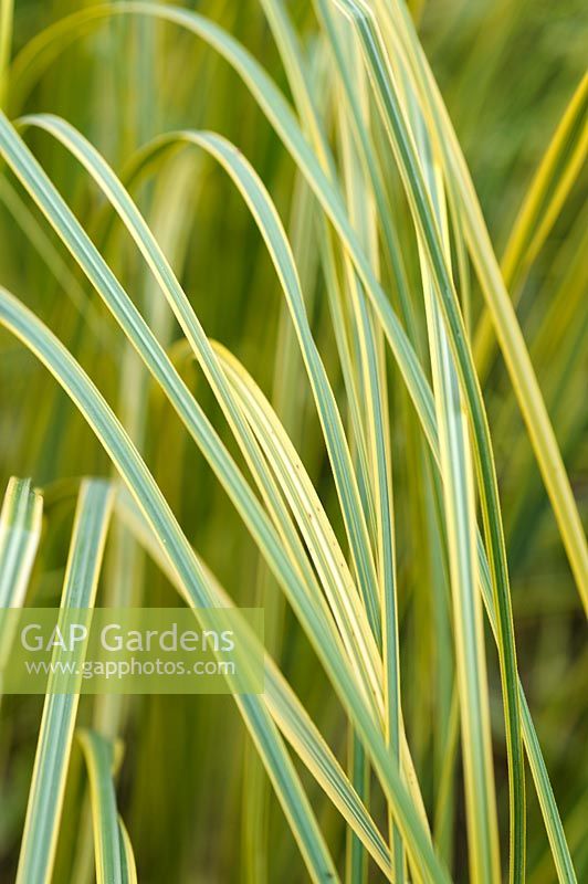 Cortaderia selloana 'Aureolineata' - Variegated pampas grass