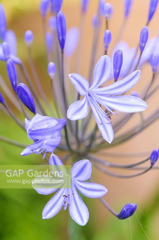 Agapanthus - African Lily 