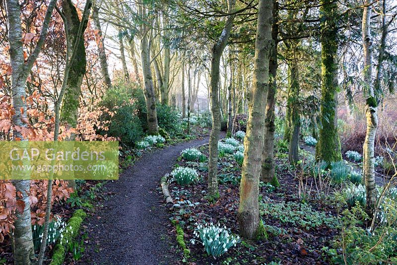 Path edged with snowdrops through trees, Devon