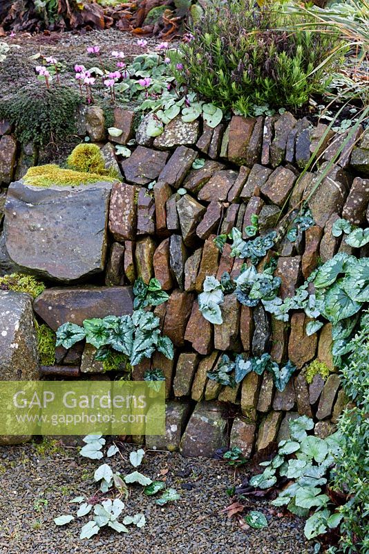 Cyclamen seeded in stone faced bank, Devon, UK
