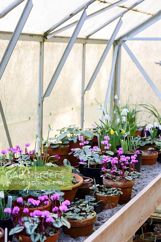 Pots of cylamen in greenhouse, Devon, UK