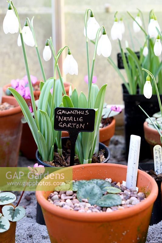 Pots of cyclamen and snowdrops in greenhouse