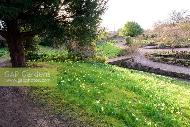 Sloping bank with naturalised daffodils at Hodsock Priory, Blyth,  Nottinghamshire