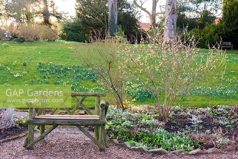 Wooden seat beside Chimonanthus praecox - Winter sweet,  Nottinghamshire