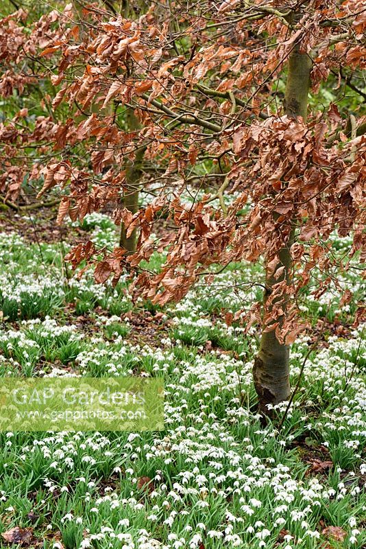 Clipped beech trees with Galanthus - snowdrops, Nottinghamshire