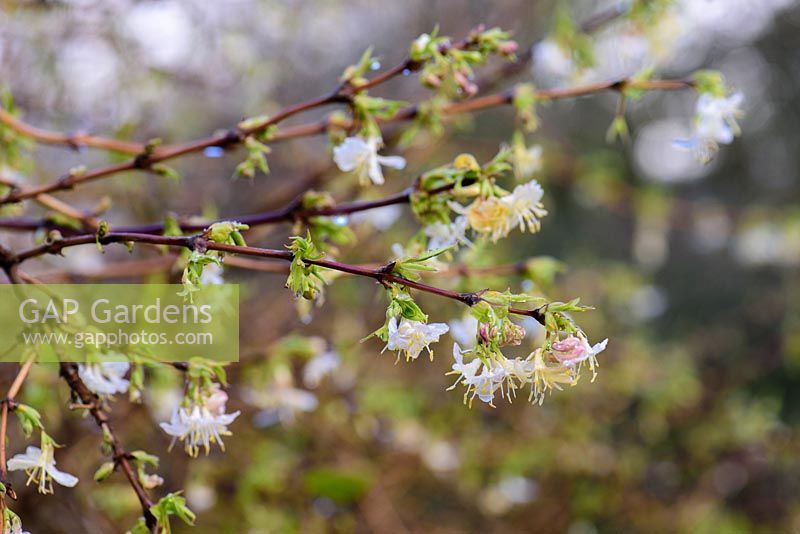 Lonicera fragrantissima - winter-flowering honeysuckle 