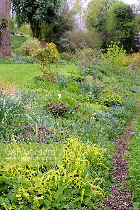 Path through ground cover of lamiums, forget-me-nots, hellebores, Milium and Leucojum, Ross-on-Wye, Herefordshire