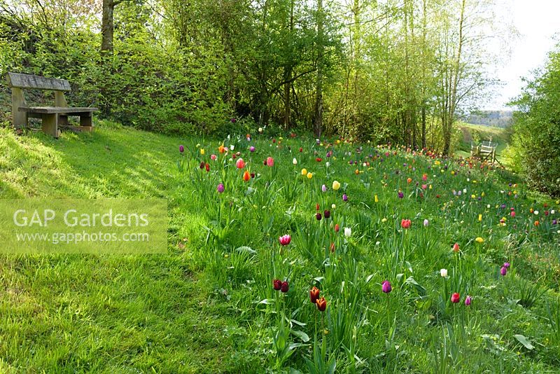 Sloping meadow with tulips, fritillaries and camassias, Ross-on-Wye, Herefordshire