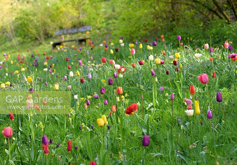 Sloping meadow of multi-coloured tulips, fritillaries and camassias, Ross-on-Wye, Herefordshire