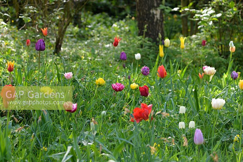 Meadow of multi-coloured tulips, fritillaries and camassias, Ross-on-Wye, Herefordshire