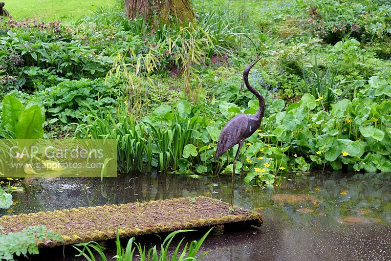Natural pond with Caltha, Lysichiton, ferns and metal heron on jetty, Ross-on-Wye, Herefordshire