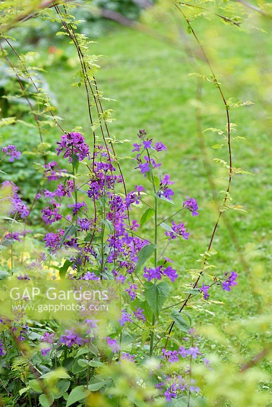 Rubus cockburnianus 'Golden Vale' with purple Lunaria annua - Honesty, Ross-on-Wye, Herefordshire