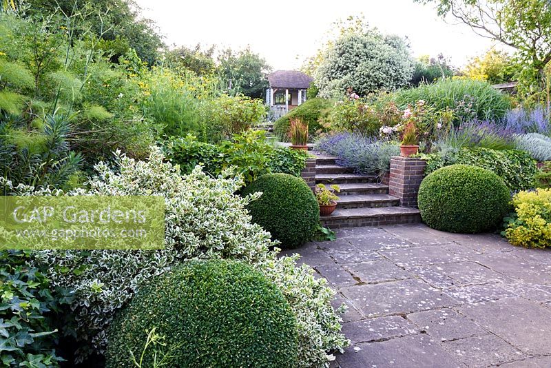 Clipped box spheres at terrace steps with euonymus, fatsia and fennel, Kent