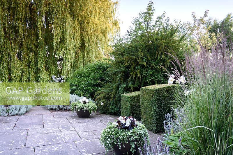 Weeping willow with Eryngium, cornus, santolina and pots of begonias with bacopa, Kent