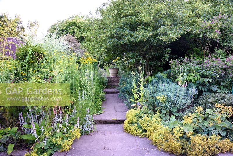 Path with Alchemilla, stachys, euphorbias, teasels, fennel and rudbeckias below holly tree, Kent