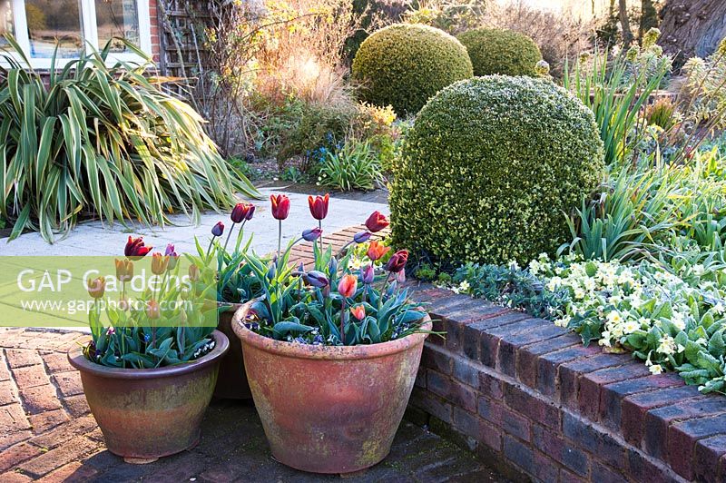 Pots of tulips with brick edged raised beds and box spheres, Stockbridge, Hampshire