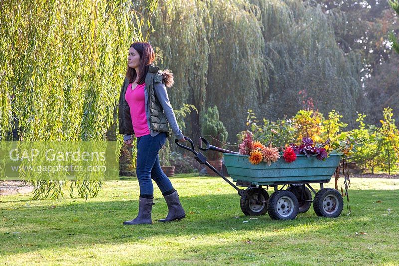 Woman pulling cart of autumn flowers across lawn.