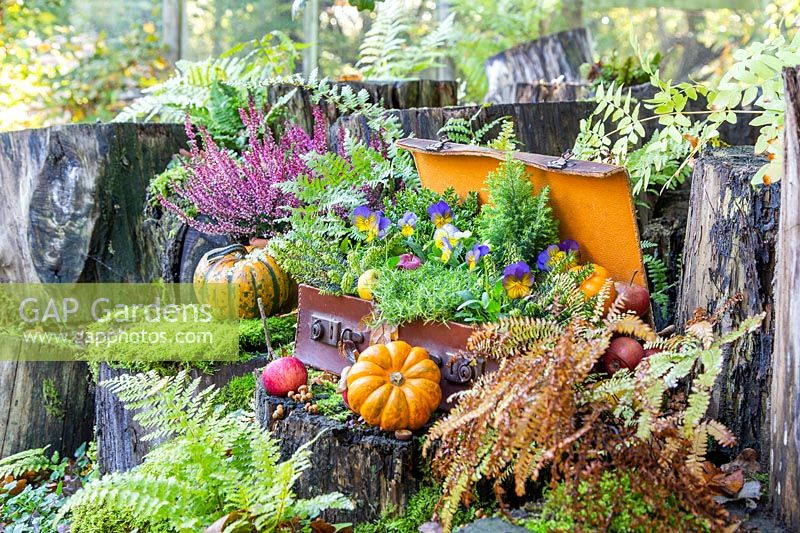Suitcase and tree stumps, with ferns, Viola, apples and pumpkins.