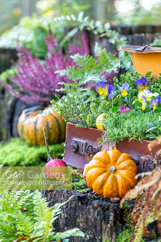 Suitcase on stumps with ferns, Viola, apples and pumpkins.