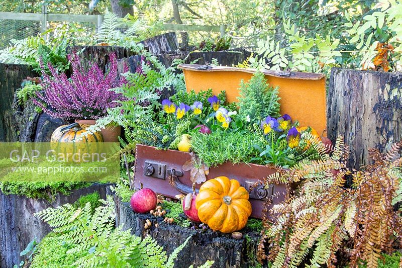 Autumn suitcase on tree stumps with ferns, Viola, apples and pumpkins.