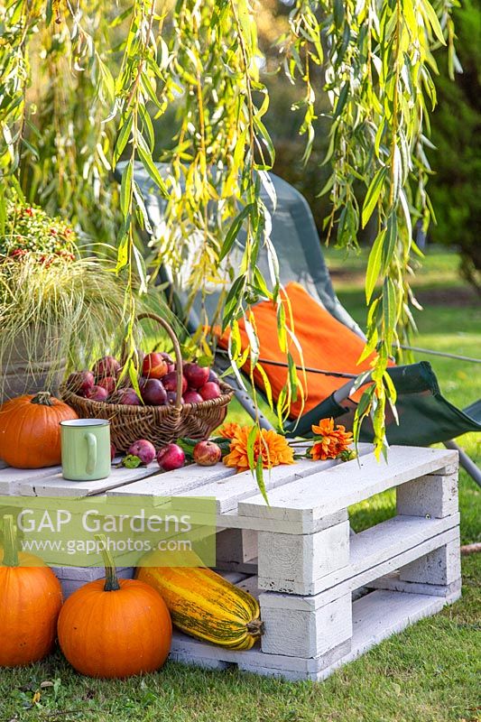 Pallet table with garden chairs, pumpkins and squashes under weeping willow.
