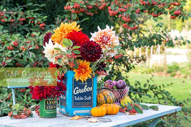 Cut Dahlias in vintage tin cans with fruit and vegetables.